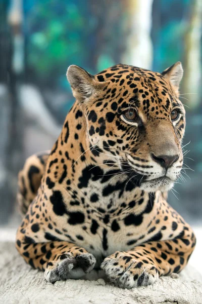 Jaguar ( Panthera onca ) — Photo