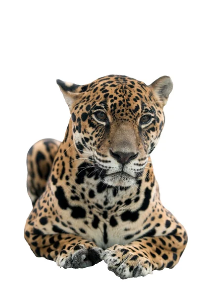 Jaguar (panthera onca) geïsoleerd — Stockfoto