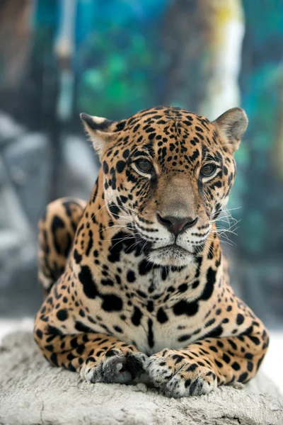 Giaguaro (Panthera onca  ) — Foto Stock