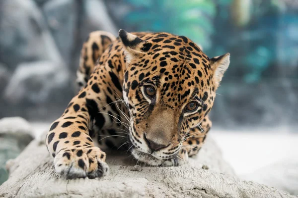 Jaguar ( Panthera onca ) — Stock Photo, Image