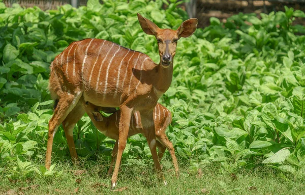 Antilope Nyala Femminile Tragelaphus Angasii Con Agnello Giovane — Foto Stock