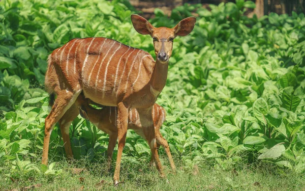 Antilope Nyala Femelle Tragelaphus Angasii Avec Jeune Agneau — Photo