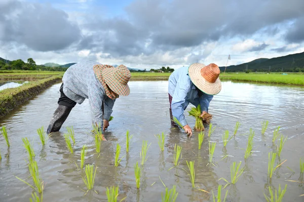 Praca rolnika w plantacji ryżu — Zdjęcie stockowe