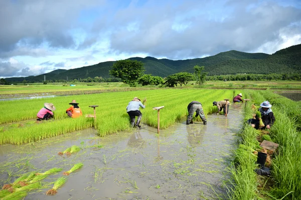 Agricultor trabaja en una plantación de arroz — Foto de Stock