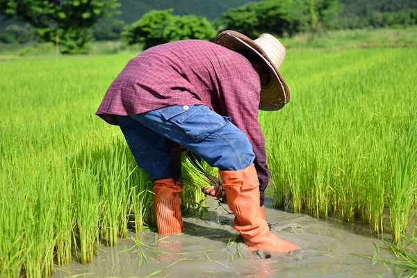 Farmer práce v rýže plantáž — Stock fotografie