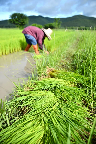 Pirinç plantasyon çalışmalarında çiftçi — Stok fotoğraf