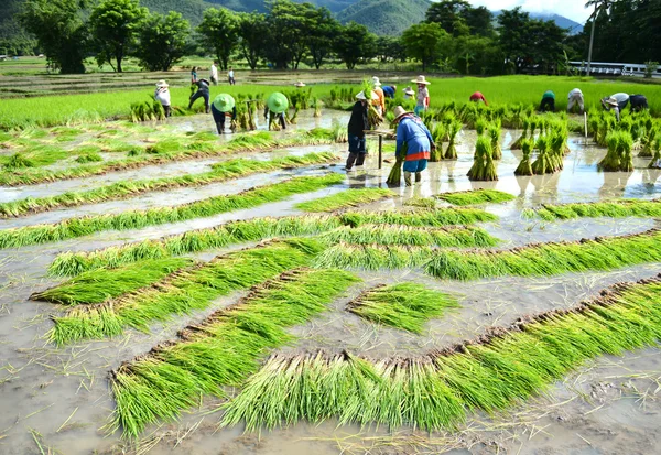 Agricultor trabaja en una plantación de arroz — Foto de Stock