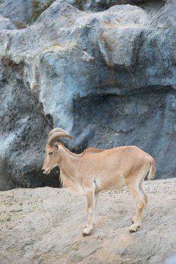 kadın Berberi koyunu (ammotragus lervia)