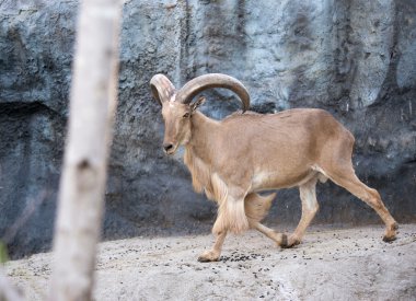 erkek Berberi koyunu (ammotragus lervia)