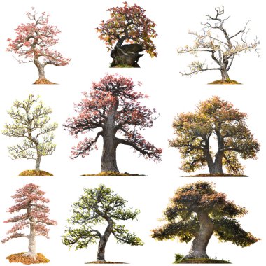 izole güzel bonsai ağacı 