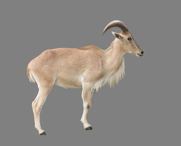 Female Barbary sheep (Ammotragus lervia) — Stock Photo, Image