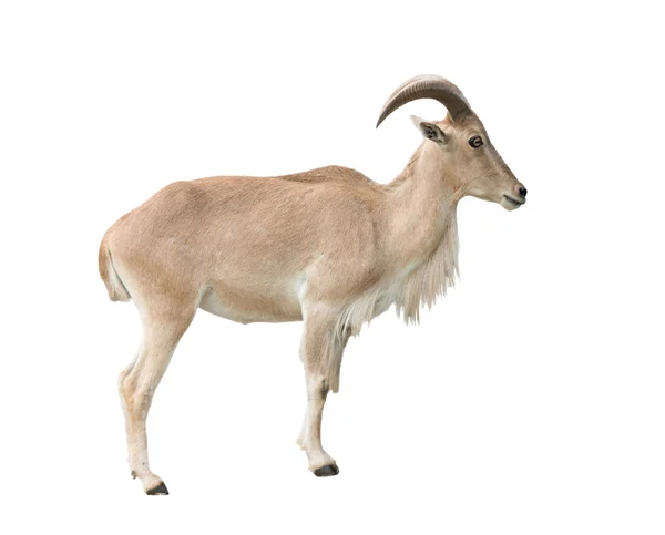 Femelle mouton de Barbarie (Ammotragus lervia ) — Photo