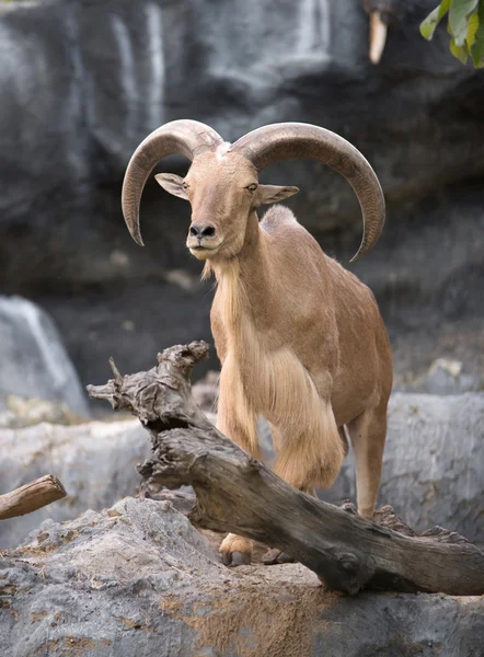 Mężczyzna owca grzywiasta (ammotragus lervia) — Zdjęcie stockowe