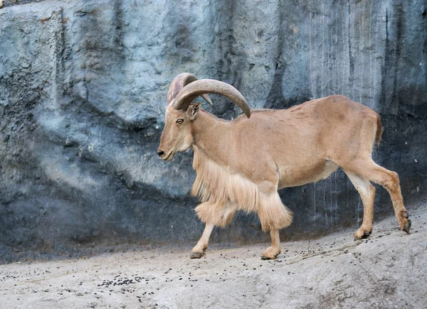 Macho ovino de Berbería (Ammotragus lervia ) — Foto de Stock