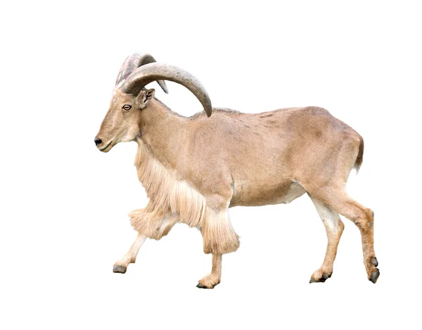 Male Barbary sheep (Ammotragus lervia) — Stock Photo, Image