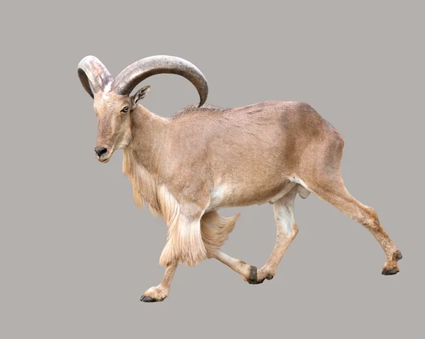 Male Barbary sheep (Ammotragus lervia) — Stock Photo, Image