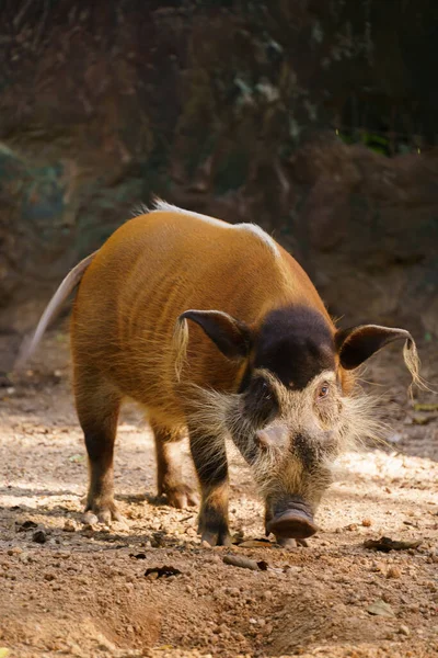 Red River Hog Zoológico — Fotografia de Stock