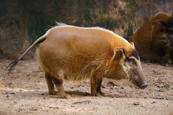 Porc Rivière Rouge Dans Zoo — Photo