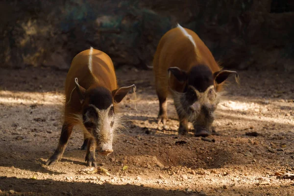 Porc Rivière Rouge Dans Zoo — Photo