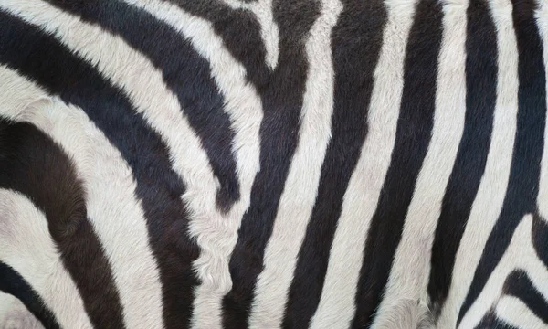 Echtes Zebrafell Hautnah Texturiert — Stockfoto
