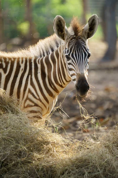 Genç Zebra Hayvanat Bahçesinde Kurutulmuş Yiyor — Stok fotoğraf