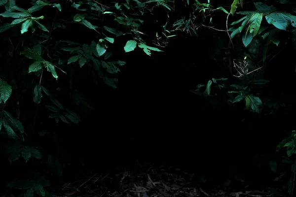 Tropical rainforest foliage plants bushes frame on dark background