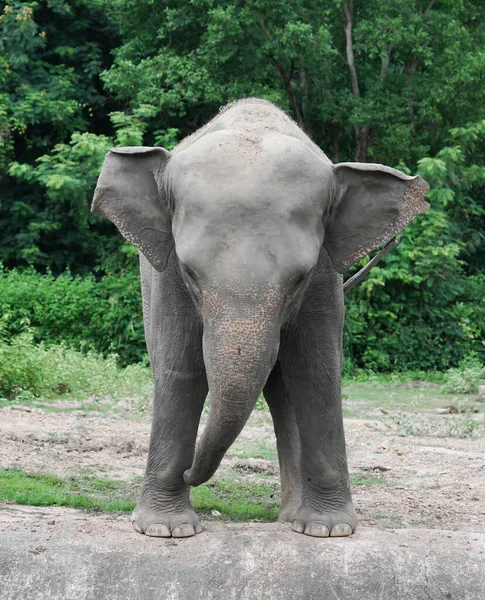 Divertido Joven Asiático Elefante Zoológico — Foto de Stock