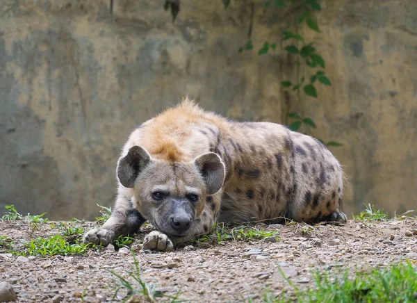 Volwassen Gespot Hyena Dierentuin — Stockfoto