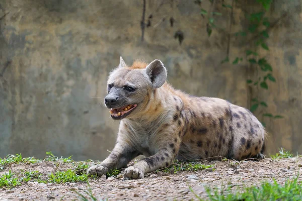 Volwassen Gespot Hyena Dierentuin — Stockfoto