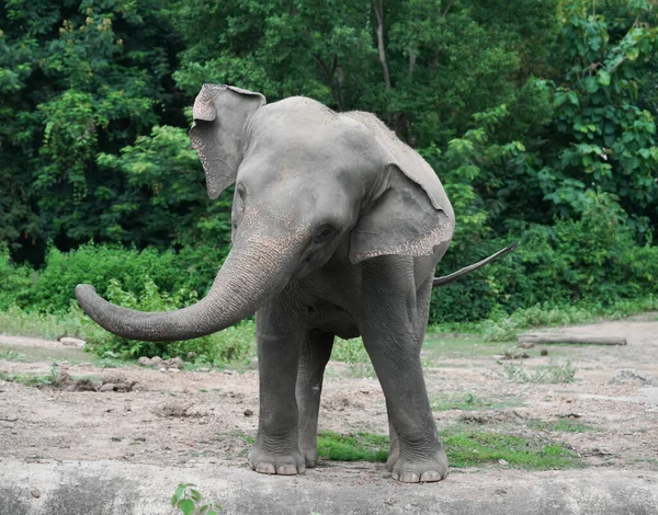 Engraçado Jovem Elefante Asiático Zoológico — Fotografia de Stock