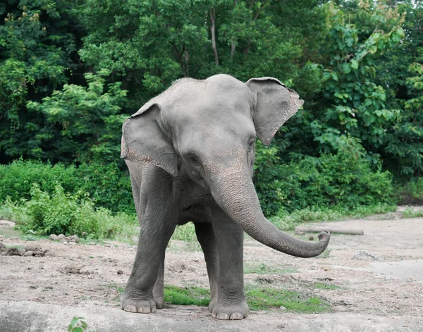 Grappig Jong Asiatische Olifant Dierentuin — Stockfoto