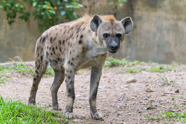Ausgewachsene Hyäne Zoo — Stockfoto
