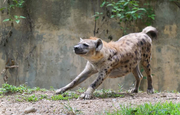 Ausgewachsene Hyäne Zoo — Stockfoto