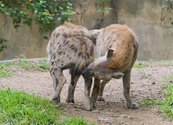 Hiena Manchada Por Adultos Zoológico — Fotografia de Stock