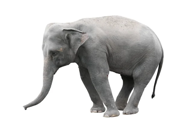 Elefante Asia Aislado Sobre Fondo Blanco — Foto de Stock