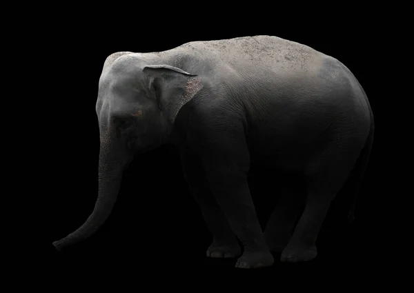 暗闇の中に立つアジアゾウ — ストック写真