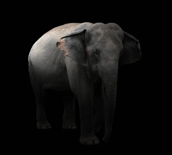 Asiatischer Elefant Steht Dunkeln — Stockfoto