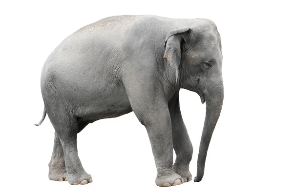 亚洲大象被隔绝在白色背景上 — 图库照片