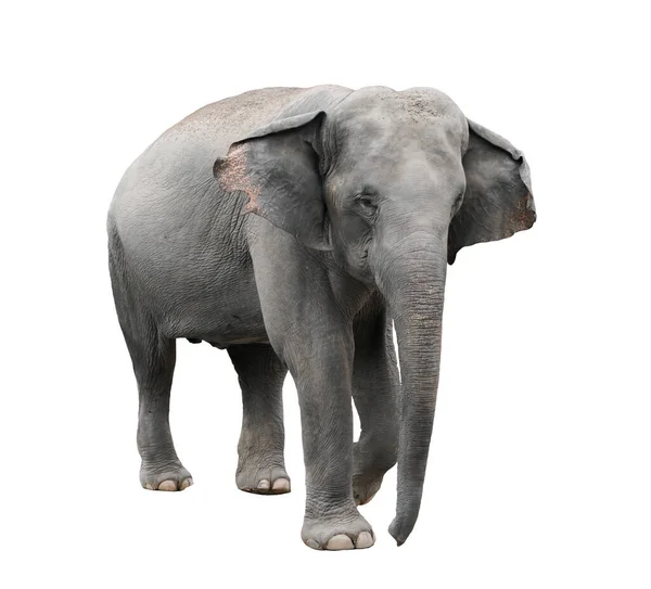 亚洲大象被隔绝在白色背景上 — 图库照片