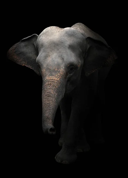 Asia Elephant Standing Dark — Stock Photo, Image