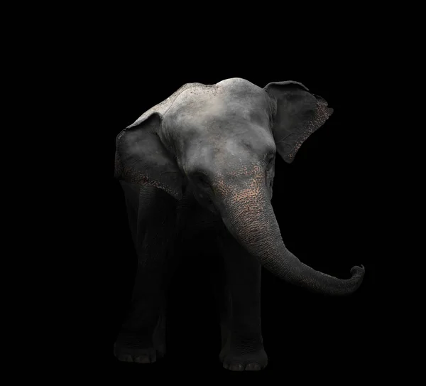 Éléphant Asie Debout Dans Noir — Photo