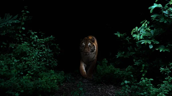 Tiger Tropical Rainforest Night Dark Background — Stock Photo, Image