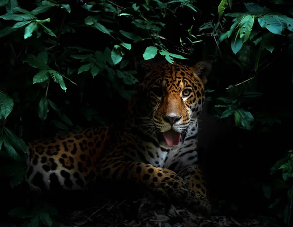 Jaguar Dans Forêt Tropicale Nuit Fond Sombre — Photo
