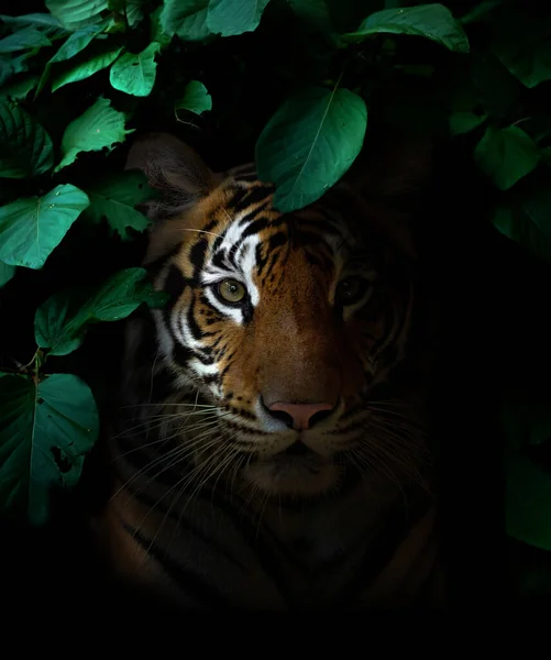 Tiger Tropical Rainforest Night Dark Background — Fotografia de Stock