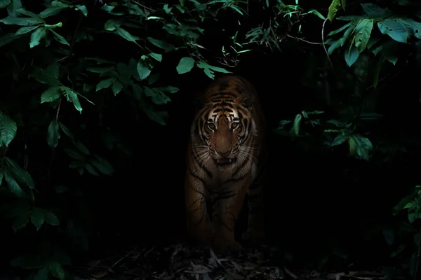 Tiger Tropical Rainforest Night Dark Background — Stock fotografie