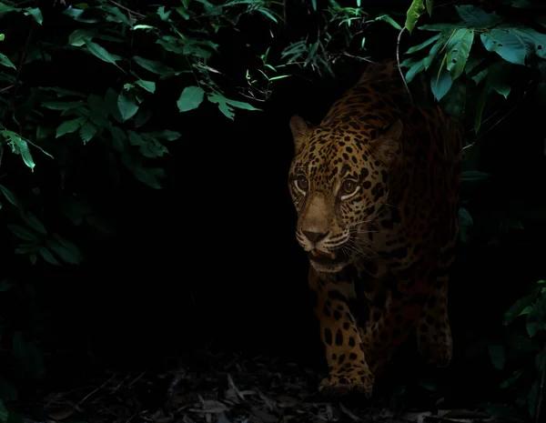 Jaguar Dans Forêt Tropicale Nuit Fond Sombre — Photo