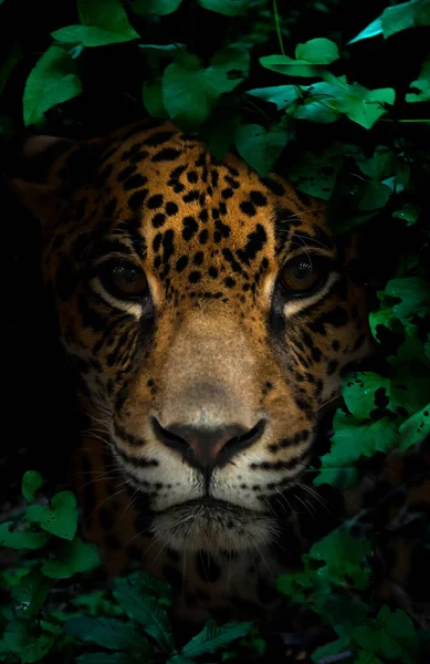 Jaguar Dans Forêt Tropicale Nuit Fond Sombre — Photo