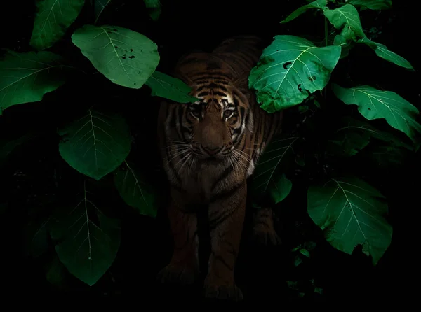 Tiger Tropical Rainforest Night Dark Background — Stock Fotó