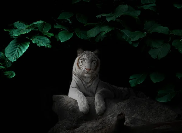 White Tiger Tropical Rainforest Night Dark Background — Stock Fotó