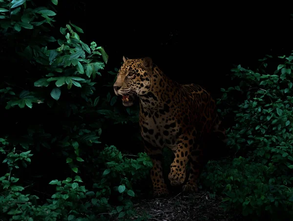 Jaguar Dans Forêt Tropicale Nuit Fond Sombre — Photo